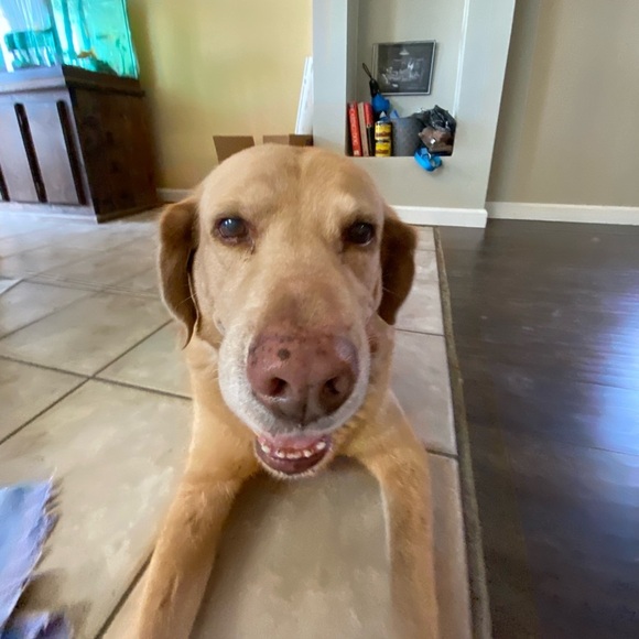 Lilly Pulitzer Dress Janice Shift Gold Mini Beach You Gotta Regatta 4 EUC - Picture 6 of 6